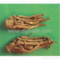 Angelica root extract 2