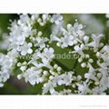 Valeriana extract 1