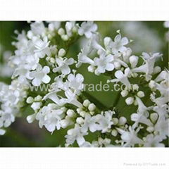 Valeriana extract