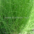 Equisetum