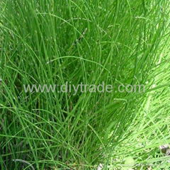  Equisetum