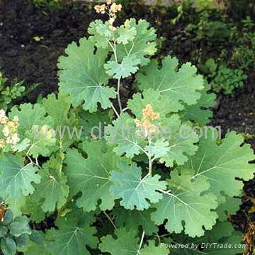 Macleaya cordata Extract 3