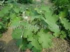 Macleaya cordata Extract 4