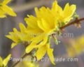 Forsythia extract