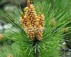 Pine pollen