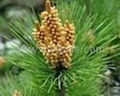 Pine pollen