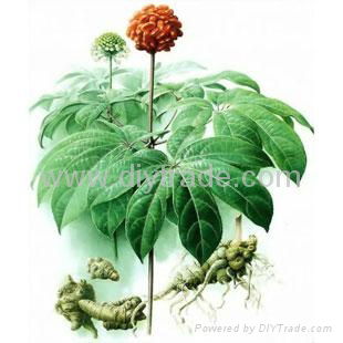 Panax notoginseng extract 2