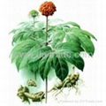 Panax notoginseng extract 2