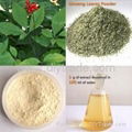 Panax notoginseng extract 4