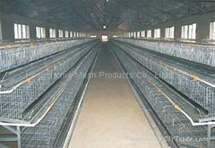 chicken cages