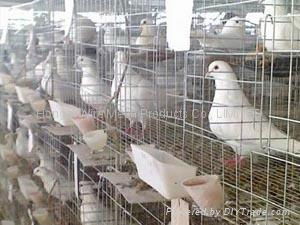 layer pigeon cages 3