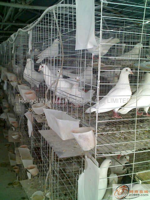 layer pigeon cages 4