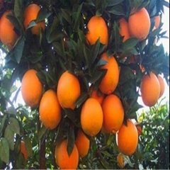 Gannan Orange