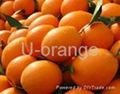 Navel Orange 1