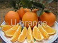 Navel Orange 2