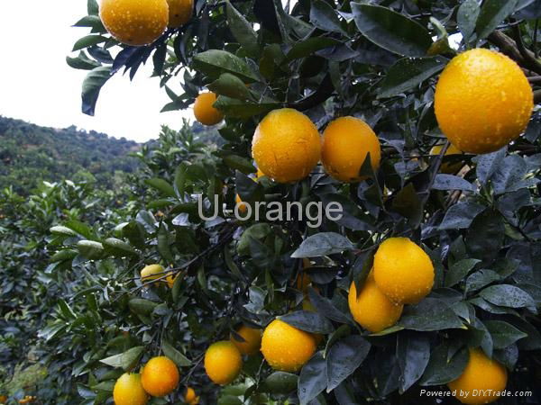 Navel Orange 3