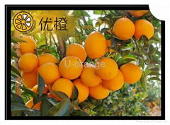 U-Orange Agricultural Development Co.ltd