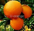 Mandarin Orange 1