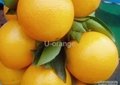 Mandarin Orange 2