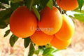 Mandarin Orange 3