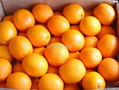 Mandarin Orange 5