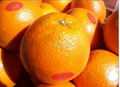 Mandarin Orange 4