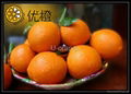 sell navel oranges 1