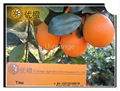 New Year's Gift Chinese Fresh Navel Oranges Fruit 1