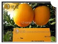 New Year's Gift Chinese Fresh Navel Oranges Fruit 2