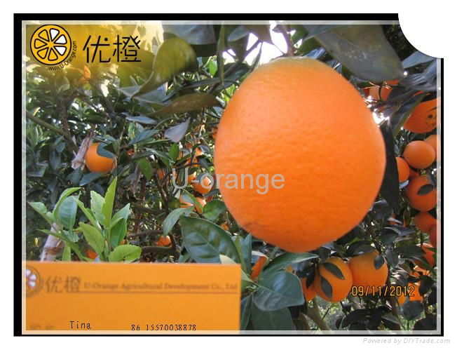 New Year's Gift Chinese Fresh Navel Oranges Fruit 3