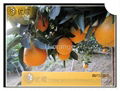 chinese citrus fruit navel orange 1