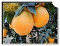 chinese citrus fruit navel orange 2