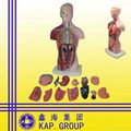 medical anatomical human torso model 