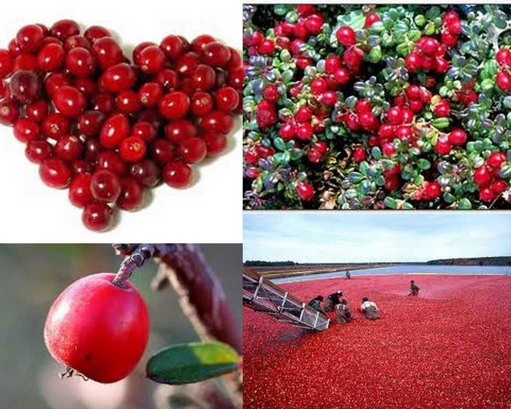  high quality and low price cranberry extract