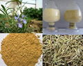 rosemary extract