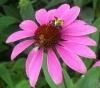 echinacea purpurea extract