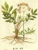 valerian extract 4:1