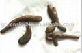 leech freeze drying powder