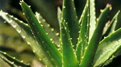 aloe vera extract