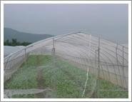 Anti Insect Netting 3