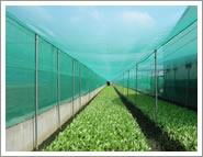 Anti Insect Netting 5