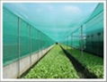 Anti Insect Netting 5