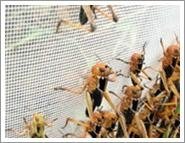 Locust Breeding Netting 3
