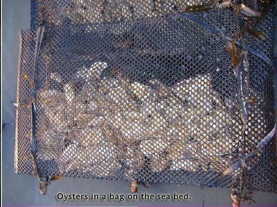 Oyster Bag