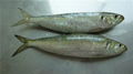 sardine for tuna bait 1