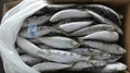 sardine for tuna bait 3