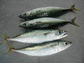 mackerel 5