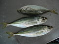 jack mackerel 1