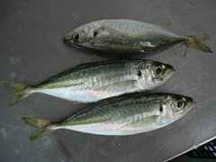 jack mackerel