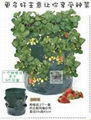 Strawberry Planter (30916)